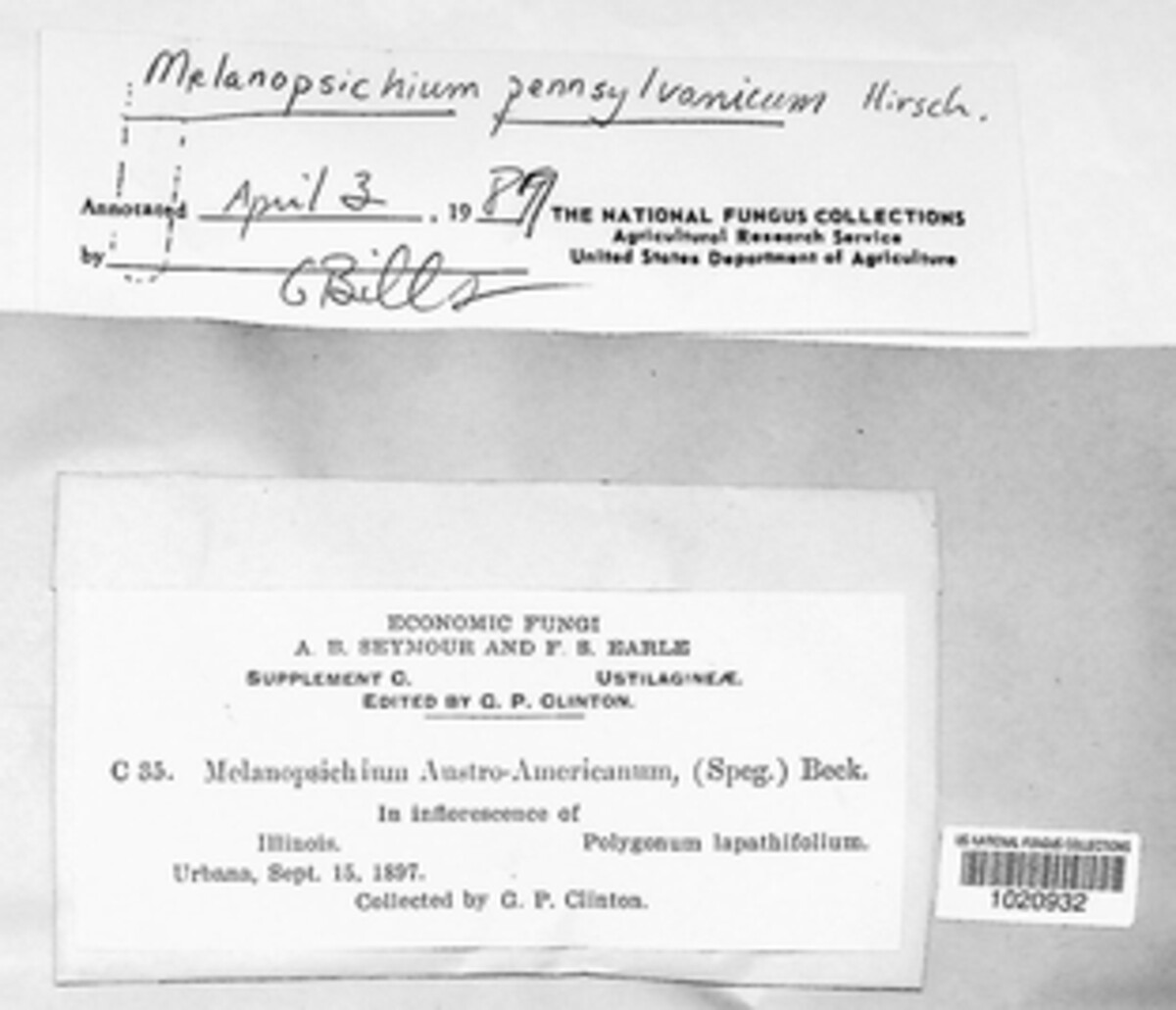Melanopsichium image